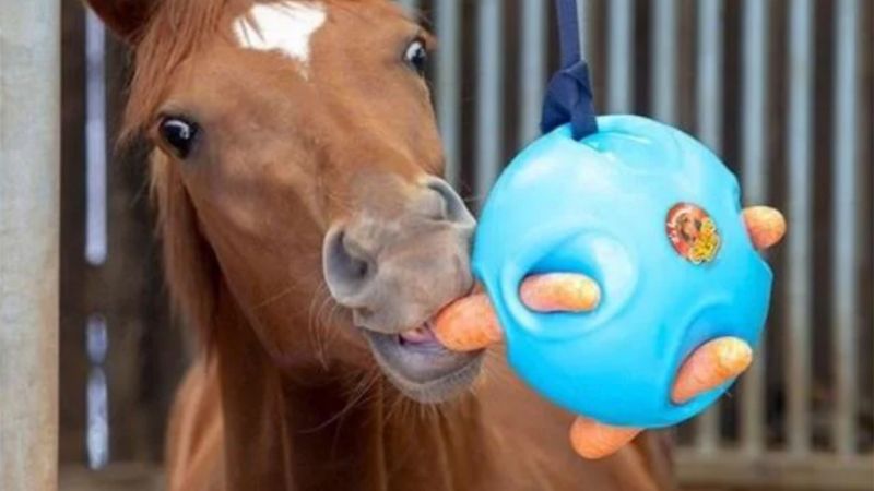 Toys Aren't Just For Dogs