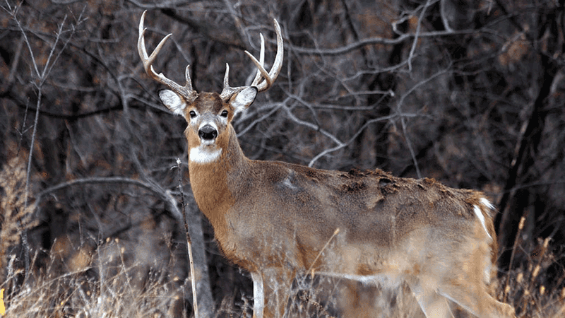 Post-Rut Second Chance