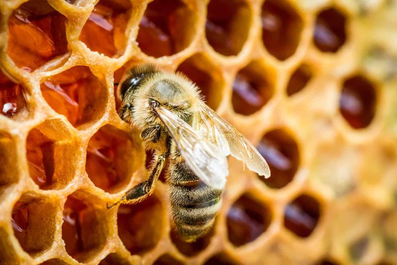 Nectar Processors: The Honey Makers