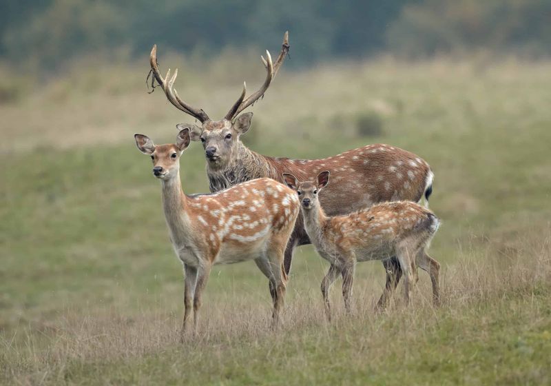 Seasonal Migration Companions