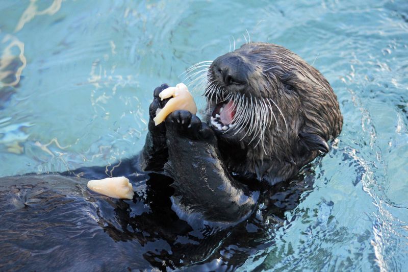 Playful Eating Habits