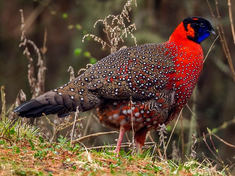 Copper-Feathered Beauty: The Tragopan
