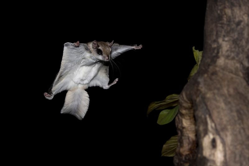 Gliding Marvel: Northern Flying Squirrel