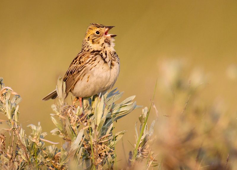 Winter Grassland Visitor