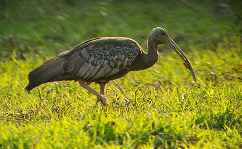 Giant Ibis