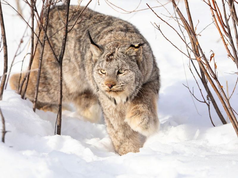Elusive Shadow: The Canada Lynx
