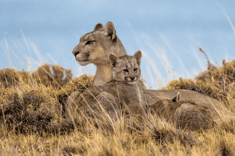 Biodiversity Enhancers