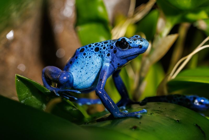 Poison-Dart Frogs Guard Their Toxic Secrets