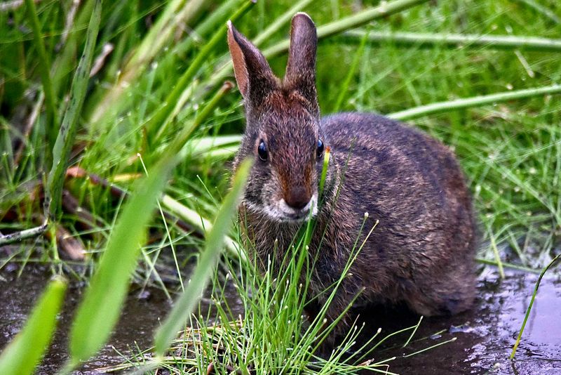 Swamp Specter – Marsh Rabbit