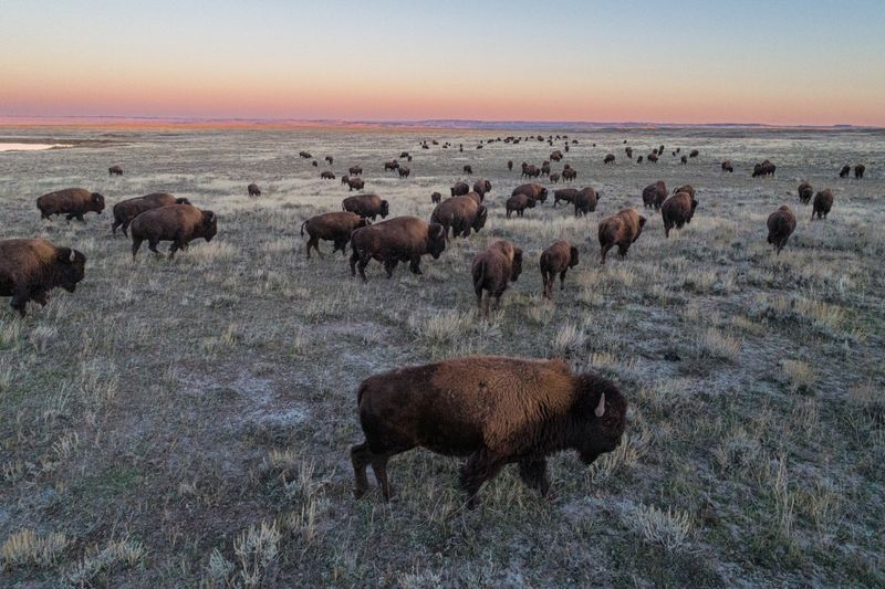 Prairie Ecosystems Slowly Rebuild
