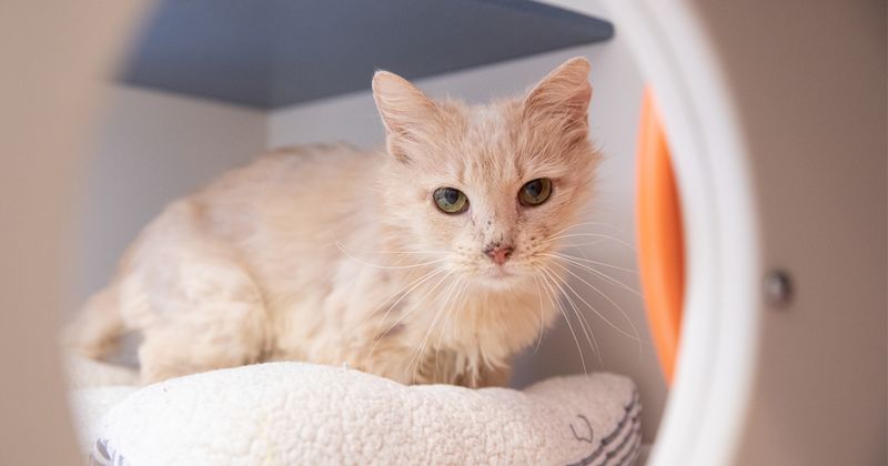 Ignoring Senior Cat Healthcare Inflation