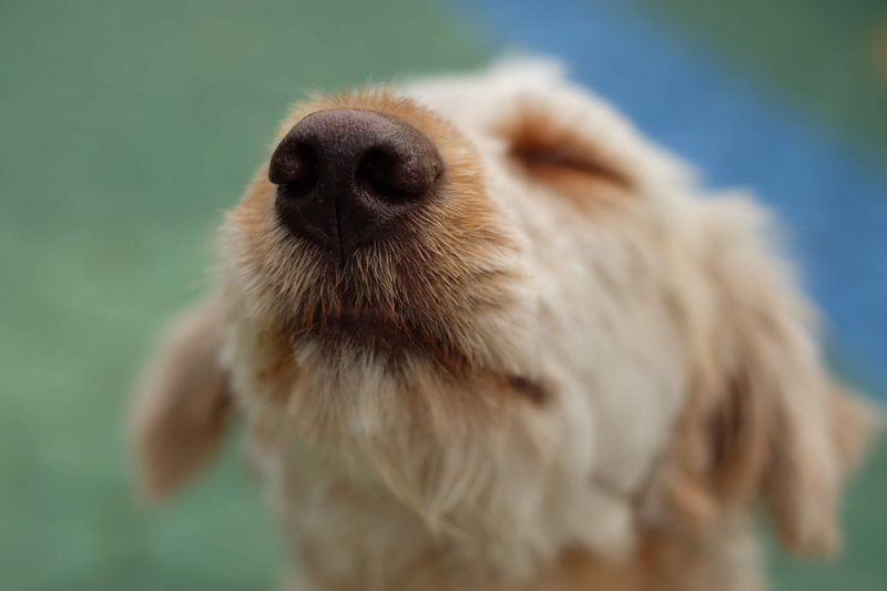 Using Strong Scents