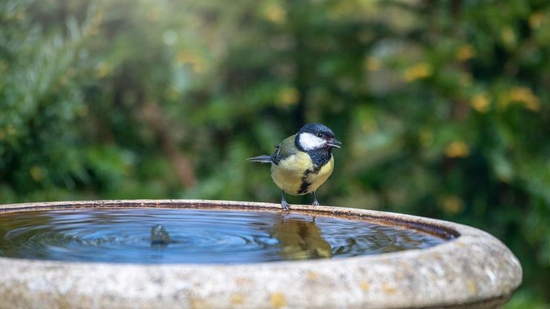 Positioning Too Close To Feeders