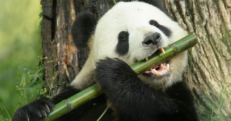 Giant Panda: Bamboo Crusher