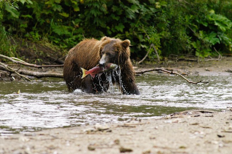 Kamchatka Brown Bear