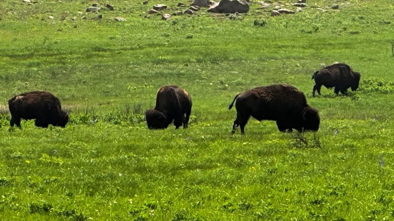 Wichita Mountains Wildlife Refuge Renaissance