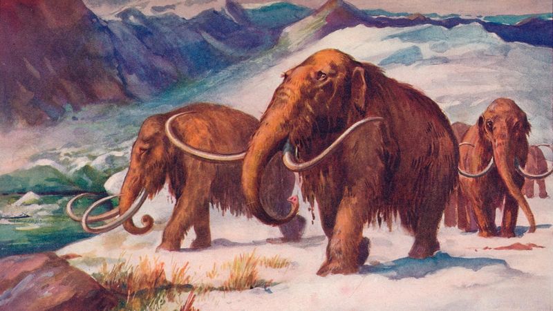 Uncommon Mammoth Habitat In Central America