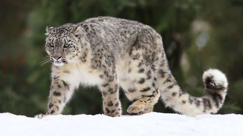 Modern Snow Leopards Share Traits With Ancient Big Cats