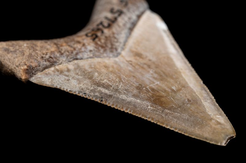 Understanding Ancient Shark Teeth