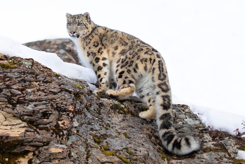 Fossil Evidence Shows The Snow Leopard's Role In Ancient Ecosystems