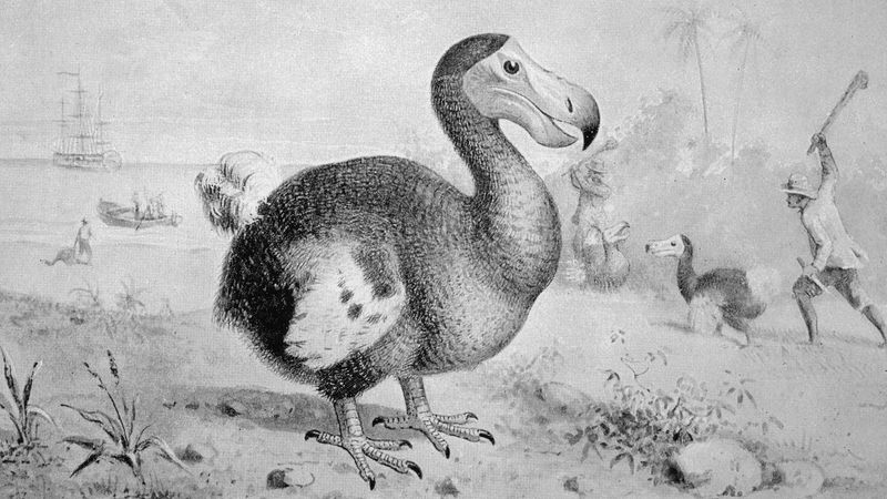 The Pigeon Connection Surprises Many