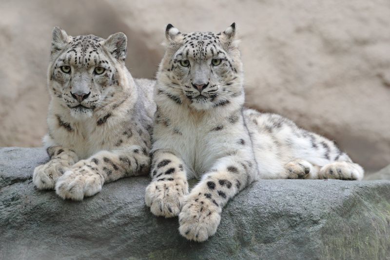 Fossils Show How Snow Leopards Developed Their Unique Hunting Skills