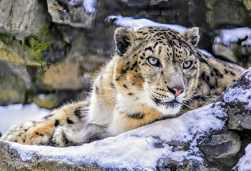 Fossils Show The Evolution Of Snow Leopard's Unique Adaptations
