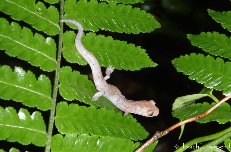 The Smallest Tetrapod Globally