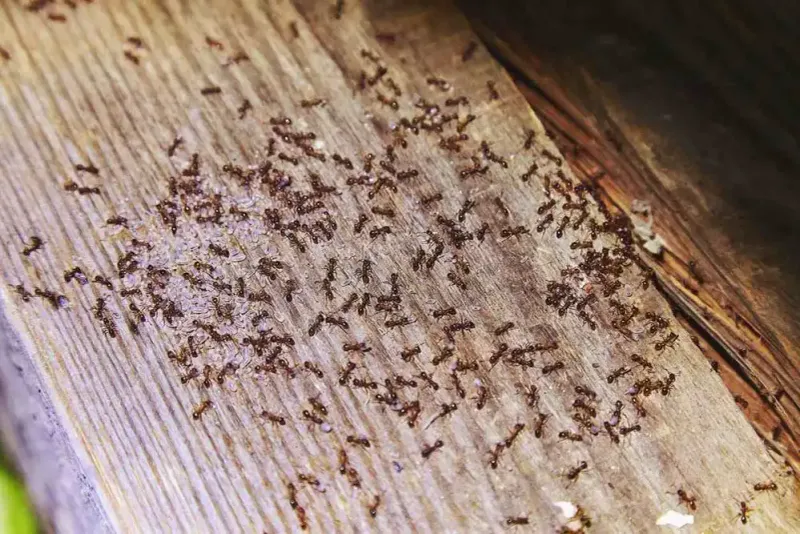 Hidden Wood Destroyers: Carpenter Ants