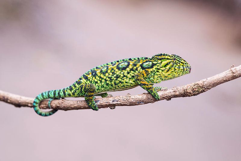 Furcifer Campani