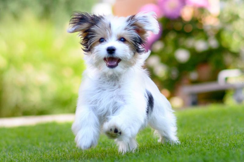 Fluffy Friendship Experts: Havanese