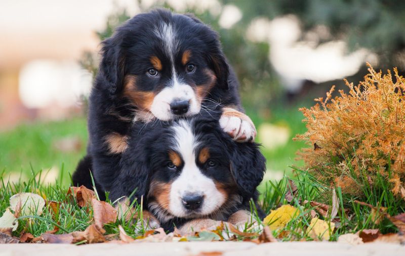 Gentle Giants: Bernese Mountain Dogs