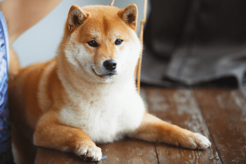 The Shiba Scream