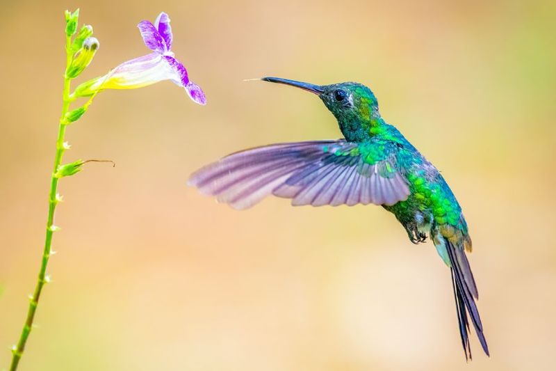 Hummingbirds Move Between Stillness And Speed
