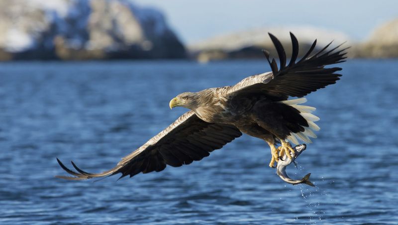 Bald Eagles Clean Waterways