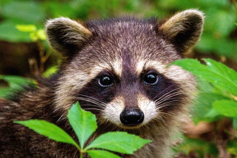Raccoons