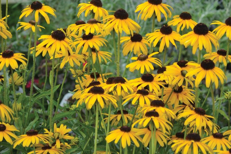 Bold Black-Eyed Susans