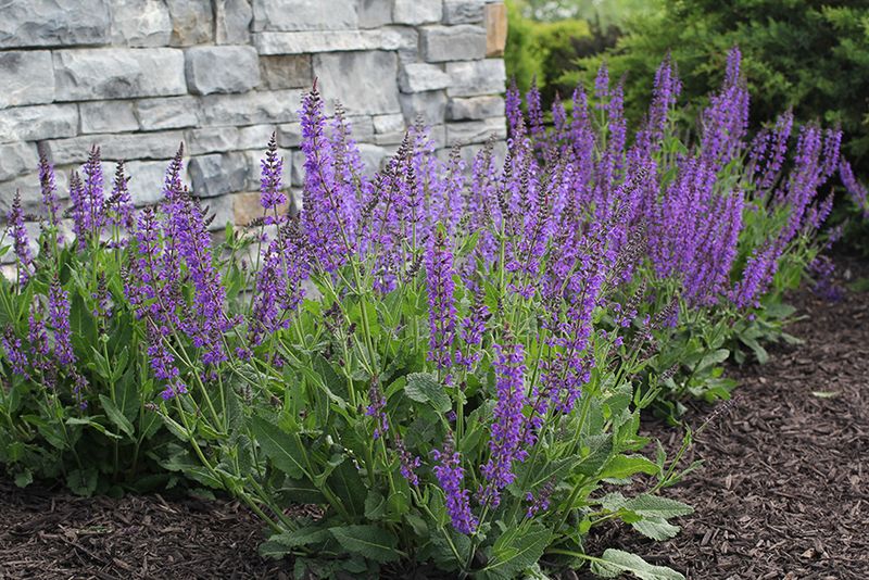 Aromatic Salvia Varieties