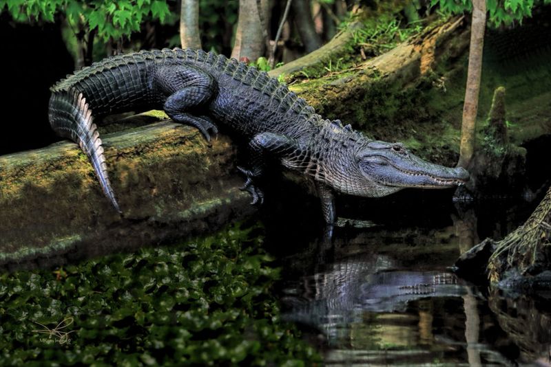 Okefenokee Swamp, Georgia/Florida