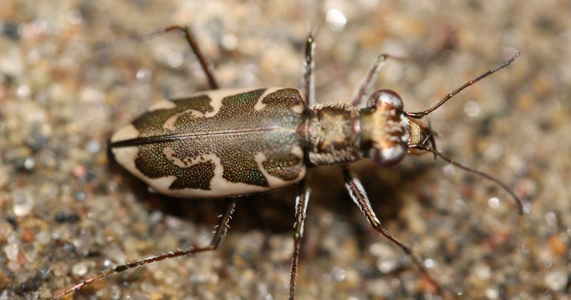 Puritan Tiger Beetle
