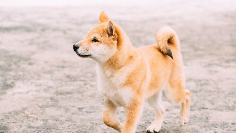Fiercely Independent Shiba Inus