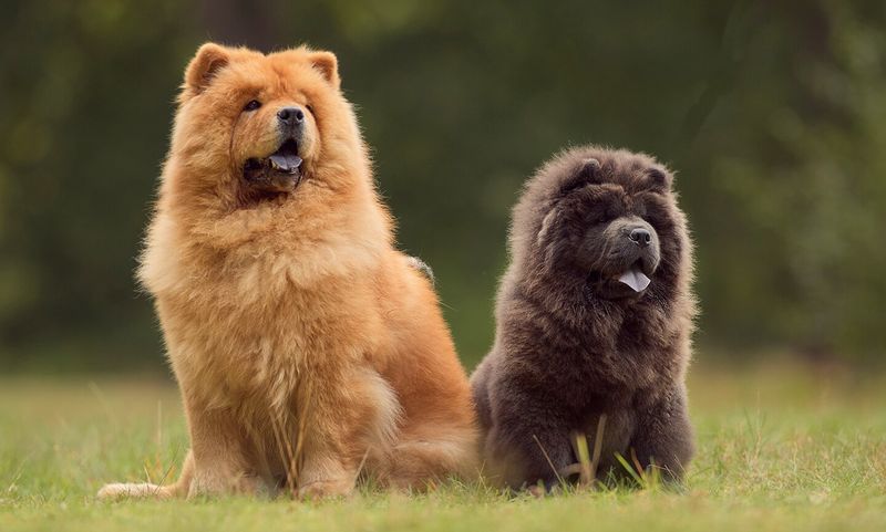 Self-Reliant Chow Chow