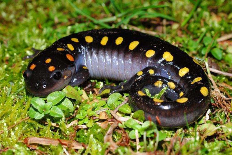 Versatile Victor: Spotted Salamander
