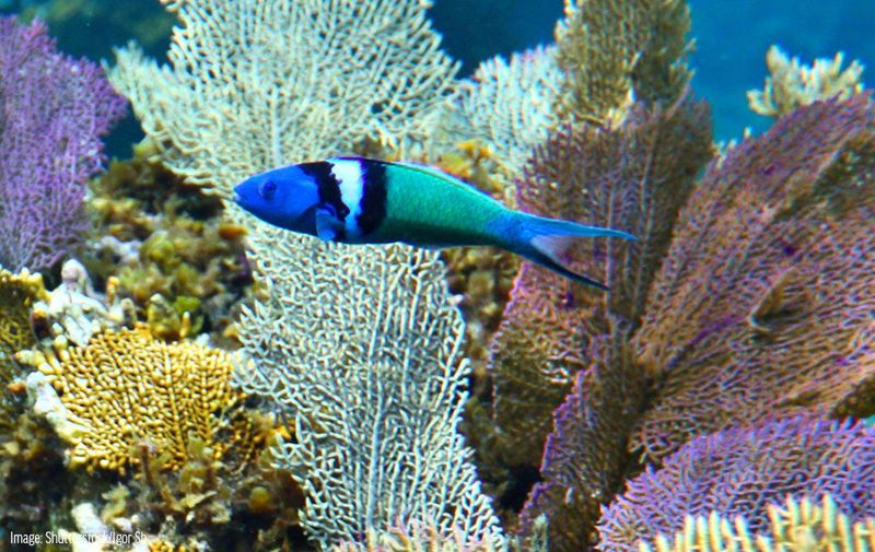 Bluehead Wrasse