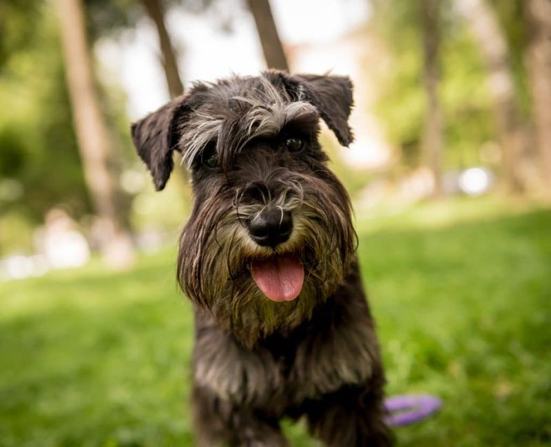 Miniature Schnauzer