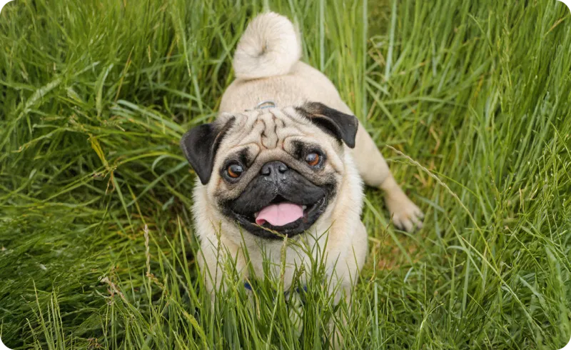 Pug