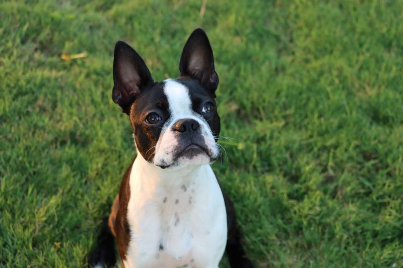 Boston Terrier
