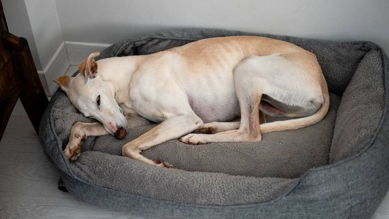 Greyhound