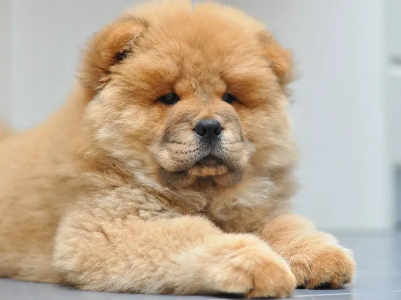 Chow Chow's Costly Care