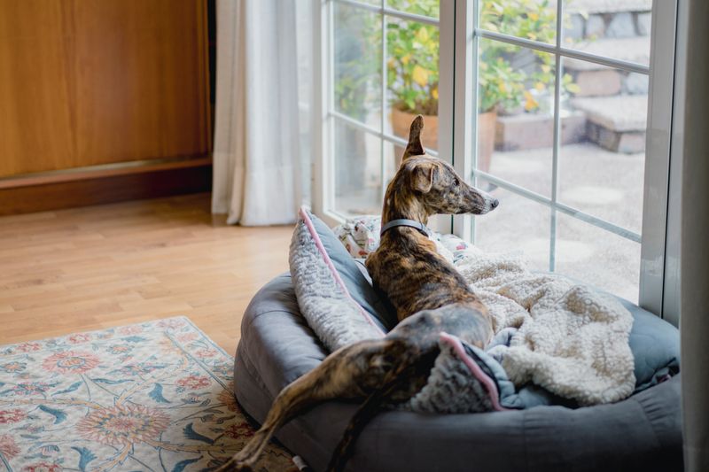 Greyhound